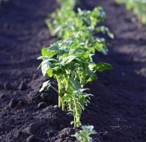 10 Vegetables That Tolerate Partial Sun And Shade