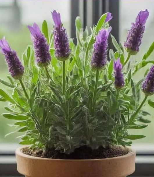 12 Best Flowers that Thrive in Poor Soil