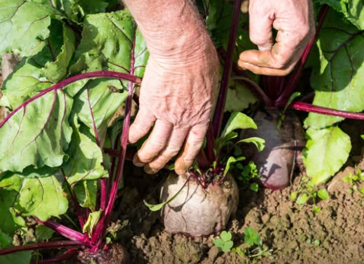 15 Vegetables to Plant in August for a BIG Fall Harvest