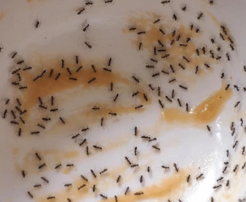 15 Ways To Use Borax You’ve Probably Never Even Thought Of