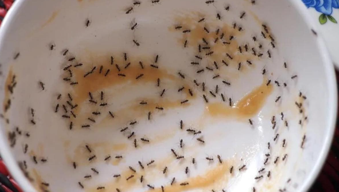15 Ways To Use Borax You’ve Probably Never Even Thought Of