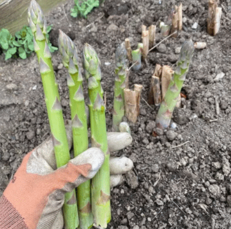 18 Perennial Veggies You Can Plant Once and Harvest For Years