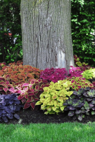25 Beautiful Plants That Grow Well Under Trees
