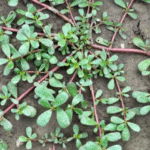 14 Plants You Should Prune in March for More Flowers