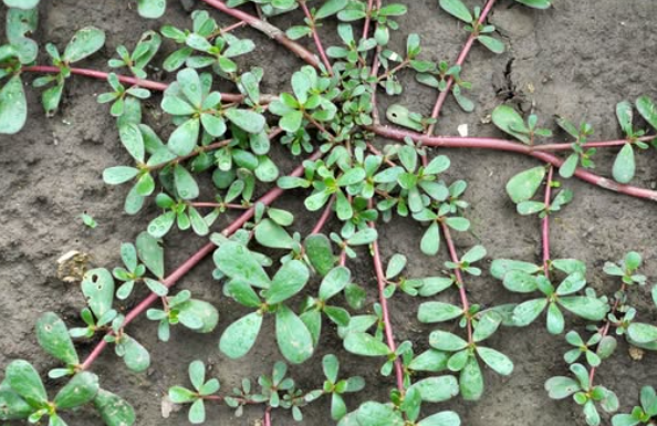 7 Reasons Why You Shouldn’t Kill Purslane in Your Garden