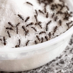 DIY Homemade Bug Spray for Plants — Safe, Natural & Effective!