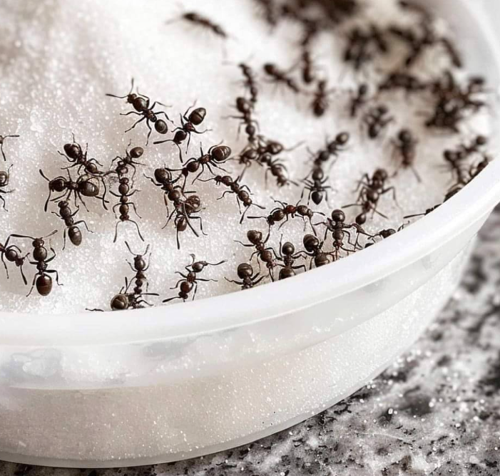 As the weather heats up, I always go for this trick to getting rid of pesky ants