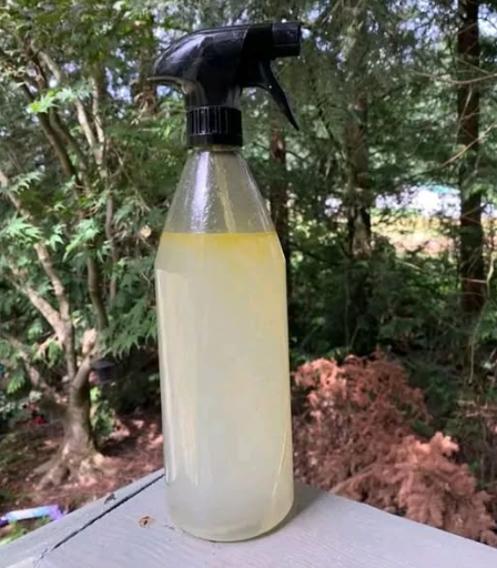 DIY Homemade Bug Spray for Plants — Safe, Natural & Effective!