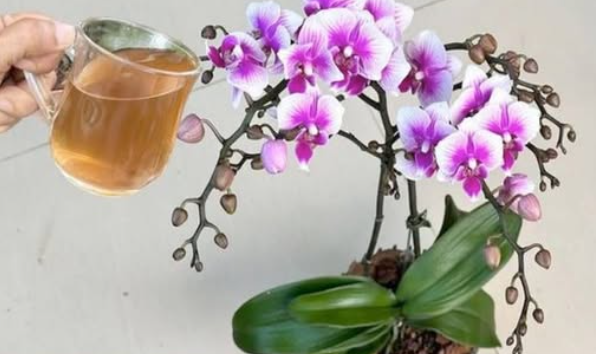 Don’t Toss That Orchid! Here’s the Secret to Making It Bloom Again and Again