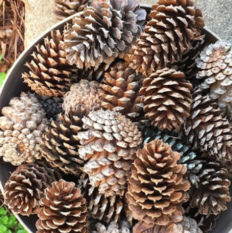 Here’s Why You Need to Add Pinecones to the Bottom of Your Planter