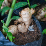 12 Best Flowers that Thrive in Poor Soil