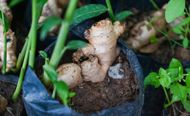 How To Grow Ginger No Matter Where You Live