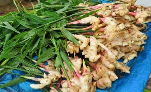 How to Grow Lots of Ginger in Containers