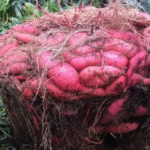 7 Things to Do in Your Garden in March