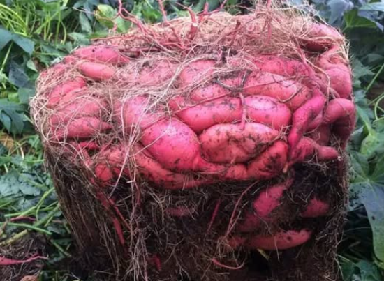 How to Grow Sweet Potatoes in Containers: Best Method
