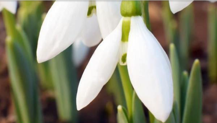 Do These 7 Things in March to Have The Perfect Garden in Spring