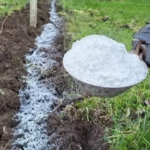 Rice Grains in the Garden? Here’s How They Boost Plant Growth