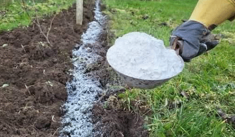 I removed all the ants from the garden! My grandpa showed me the most effective method