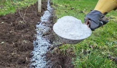 I removed all the ants from the garden! My grandpa showed me the most effective method