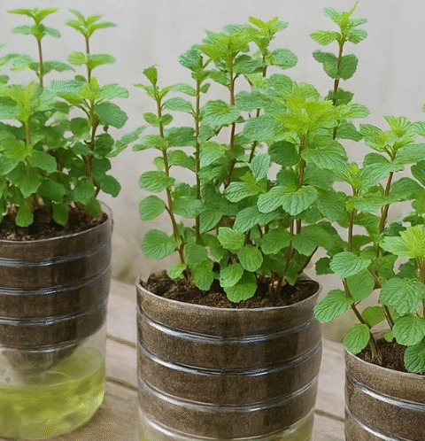 If you know this simple trick with plastic bottles, you can grow mint all year round