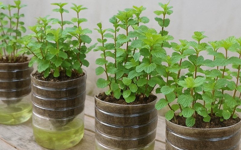 If you know this simple trick with plastic bottles, you can grow mint all year round