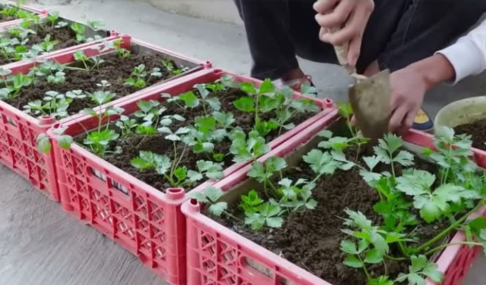 Never Throw Leaves of These 8 Plants! They’ll Grow!