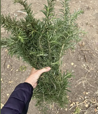 Pick as much rosemary as you can