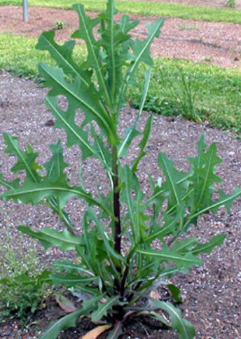 Similar to Opium: The Best Natural Painkiller that Grows in your Backyard