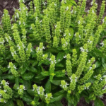 Do These 7 Things in March to Have The Perfect Garden in Spring