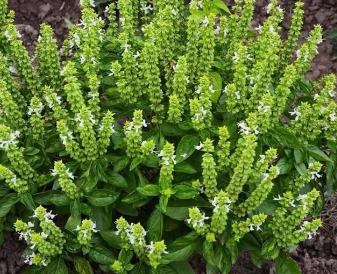 Don’t Discard the Flowers on Your Basil: Here are 8 Ways How to Use Them