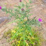 14 Plants You Should Prune in March for More Flowers