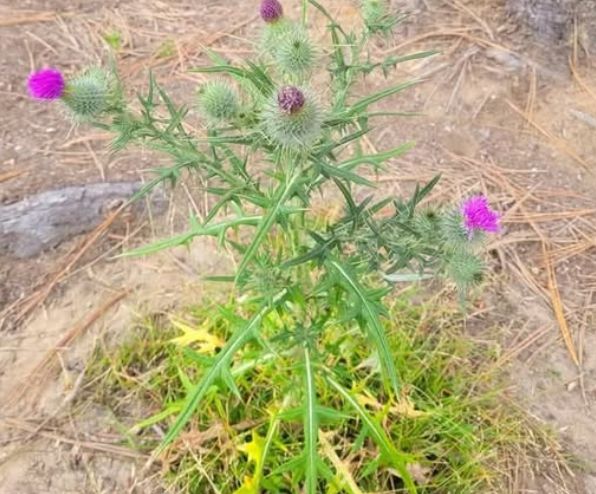 A Prickly Plant with a Purpose: Exploring the Benefits of Bull Thistle
