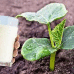 Never Throw Leaves of These 8 Plants! They’ll Grow!