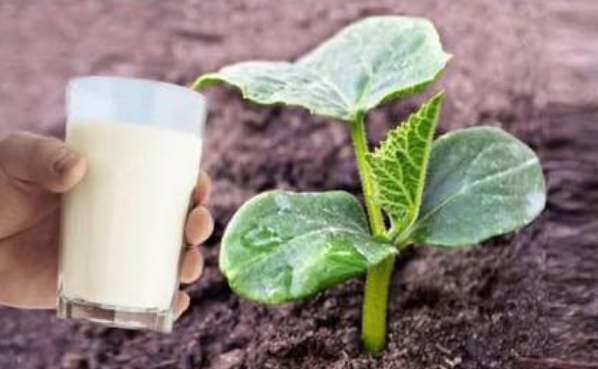 Baking Soda Is A Gardener’s Best Friend – Here Are 14 Nifty Uses In The Garden