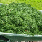 Baking Soda Is A Gardener’s Best Friend – Here Are 14 Nifty Uses In The Garden