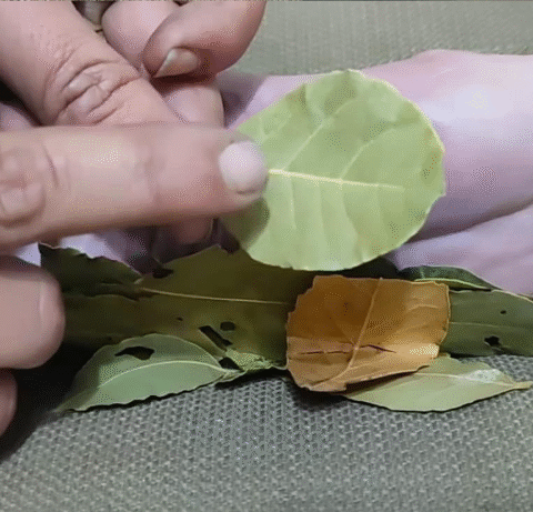 Bay Leaf in Your Socks? Here’s Why You Should Try This Surprising Hack