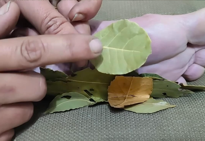 Bay Leaf in Your Socks? Here’s Why You Should Try This Surprising Hack