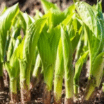 The Medicinal Power of Beet Leaves – A Hidden Treasure in Your Kitchen