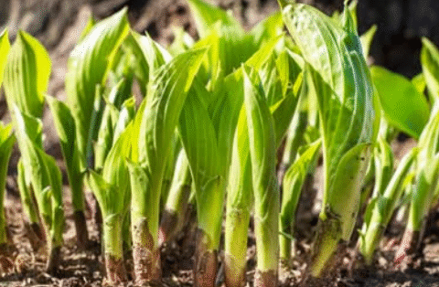 Are Hostas Edible? How To Harvest & Eat A Perennial Favorite