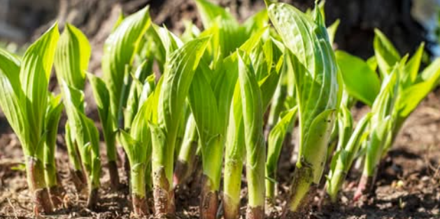 Are Hostas Edible? How To Harvest & Eat A Perennial Favorite