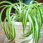 15 Ways To Use Borax You’ve Probably Never Even Thought Of