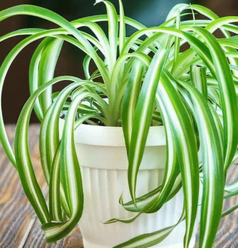 How To Prune A Spider Plant | Best Tips