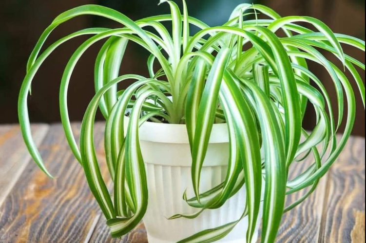 How To Prune A Spider Plant | Best Tips