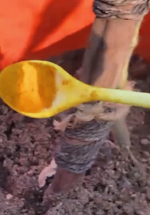 Say Goodbye to Pests and Diseases with Just a Sprinkle of Turmeric