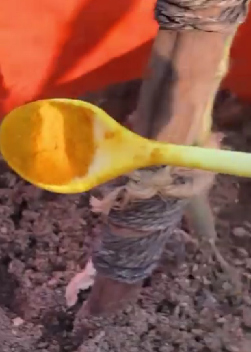 Say Goodbye to Pests and Diseases with Just a Sprinkle of Turmeric