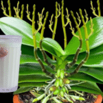 With just 1 slice of tomato! Your orchids blooms continuously all year round!