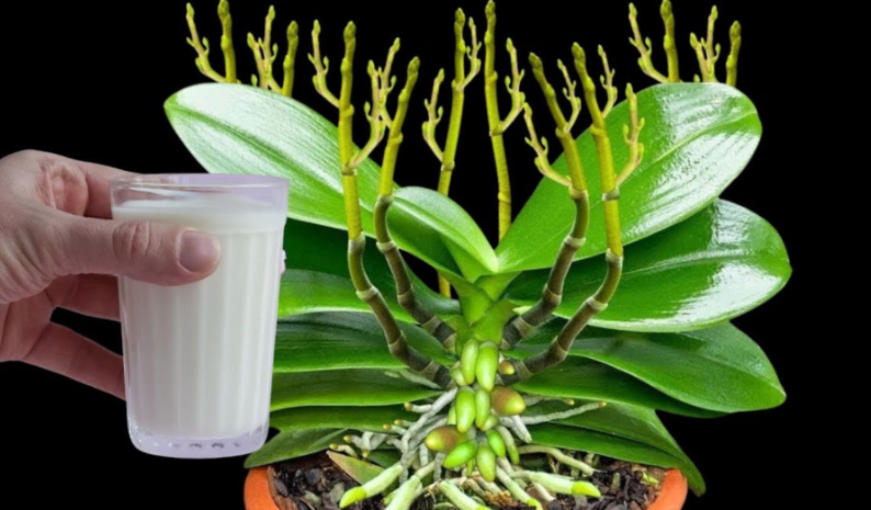 A substance that makes orchids bloom roots and flowers all year round: very lush
