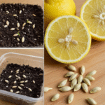 This powerful fertilizer will make all the plants in your garden grow.