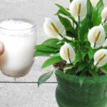 Powerful Weed Killer: 11 Tips to Destroy Weeds Naturally