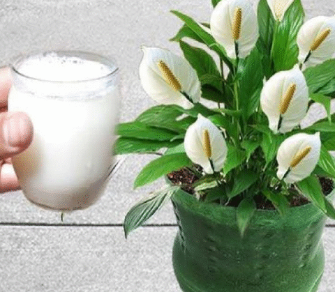 Rice Grains in the Garden? Here’s How They Boost Plant Growth